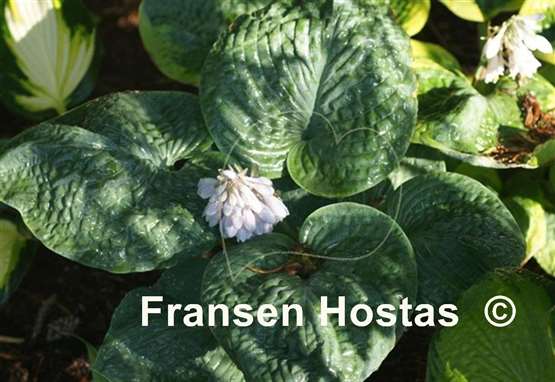 Hosta Dark Secret